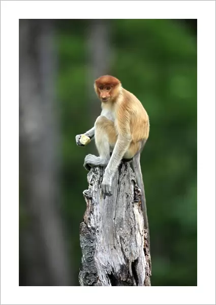 Proboscis Monkey (Nasalis larvatus) immature male, feeding, sitting on stump, Labuk Bay, Sabah, Borneo, Malaysia