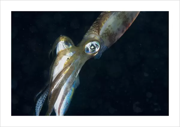 Bigfin Reef Squid (Sepioteuthis lessoniana) adult, with fish prey in tentacles at night, Gam Island, Raja Ampat, West Papua, New Guinea, Indonesia