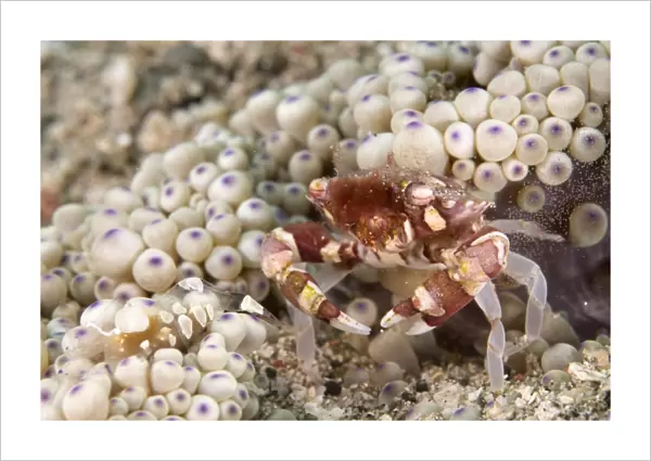 Harlequin Crab (Lissocarcinus orbicularis) adult female, releasing eggs near Anemone (Heteractis malu), Lembata Island, Solor Archipelago, Lesser Sunda Islands, Indonesia