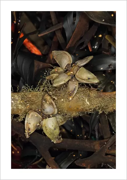 Goose Barnacle (Lepas pectinata) adults, group attached to wrack washed up on beach, Widemouth Bay, Cornwall, England, january