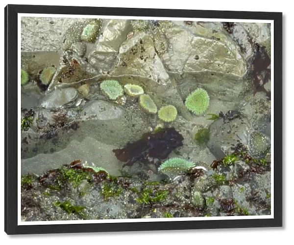 Giant Green Anemone (Anthopleura xanthogrammica) group, in rockpool at low tide, Third Beach, Olympic N. P. Washington State, U. S. A
