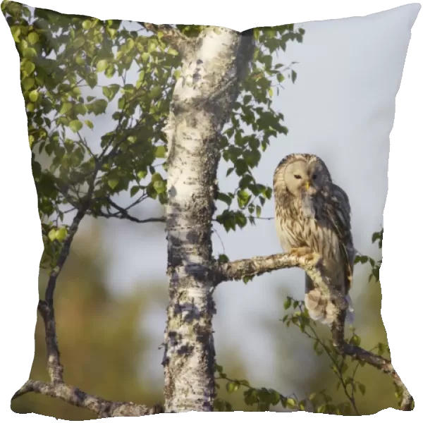 Ural Owl (Strix uralensis) adult female, with rodent prey in beak, food for chicks, perched on branch in birch tree, Finland