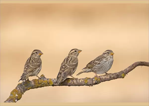Rock Sparrow (Petronia petronia) three juveniles, perched on twig, Northern Spain, july