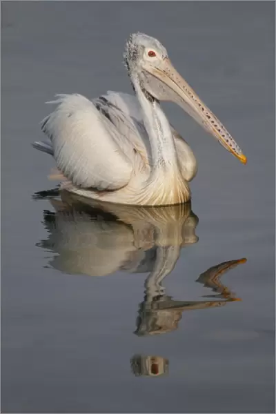 Spot-billed Pelican (Pelecanus philippensis) adult, swimming on water with reflection, Sri Lanka