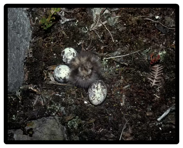 European Nightjar (Caprimulgus europaeus) Eggs and chick