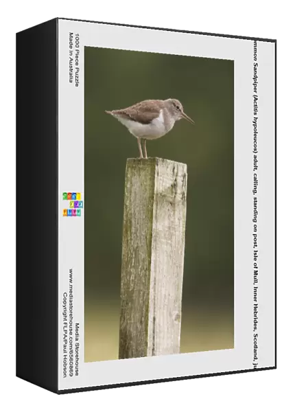 Common Sandpiper (Actitis hypoleucos) adult, calling, standing on post, Isle of Mull, Inner Hebrides, Scotland, july