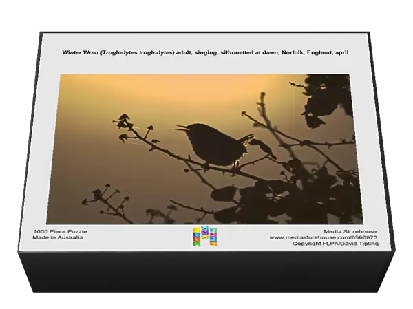 Winter Wren (Troglodytes troglodytes) adult, singing, silhouetted at dawn, Norfolk, England, april