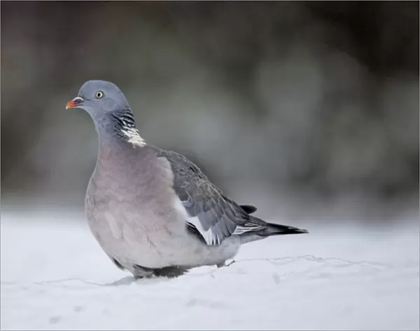 Wood Pigeon (Columba palumbus) adult, walking in snow, West Midlands, England, december