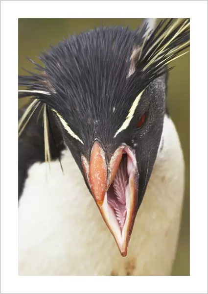 Southern Rockhopper Penguin (Eudyptes chrysocome chrysocome) adult, calling, close-up of head, New Island, Falkland Islands