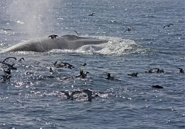 Manx Shearwater (Puffinus puffinus) flock, following Fin Whale (Balaenoptera physalus) at surface, Irish Sea, august