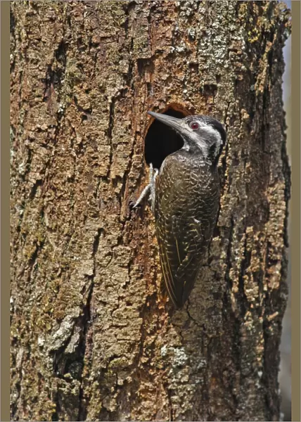 Bearded Woodpecker (Dendropicos namaquus) adult female, at nesthole in tree trunk, Kenya