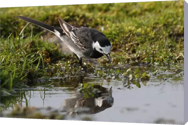 Pied Wagtail (Motacilla alba yarrellii) immature male, first summer plumage, feeding at edge of water, Norfolk, England, april