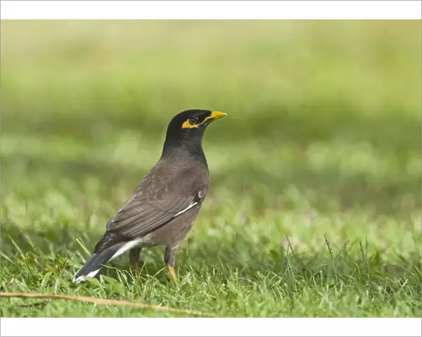 Common Mynah (Acridotheres tristis) introduced species, adult, standing on short grass, Queensland, Australia