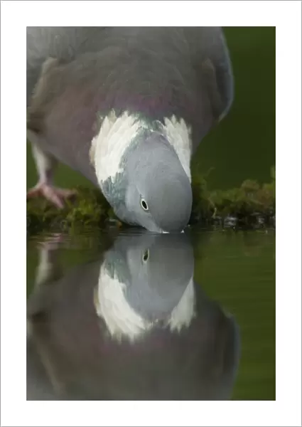 Wood Pigeon (Columba palumbus) adult, drinking from woodland pool with reflection, Derbyshire, England, may