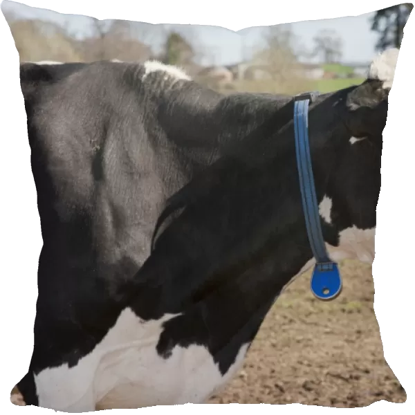 Domestic Cattle, Holstein Friesian type dairy cow, wearing transponder, close-up of head and neck, on organic farm, Shropshire, England, march