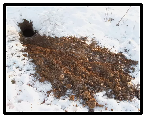 Eurasian Badger (Meles meles) soil from excavated sett on snow, Devon, England, winter
