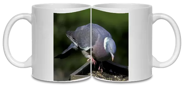 Wood Pigeon (Columba palumbus) adult, feeding at birdtable in garden, England