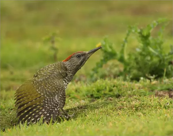 Green Woodpecker (Picus viridis) juvenile, stretching wing, standing on grassy field in rain, Norfolk, England, august