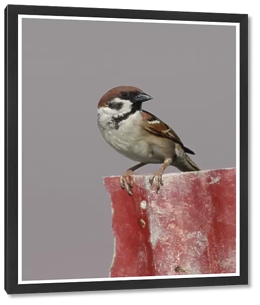 Eurasian Tree Sparrow (Passer montanus malaccensis) adult, perched on broken fence, Thailand, february