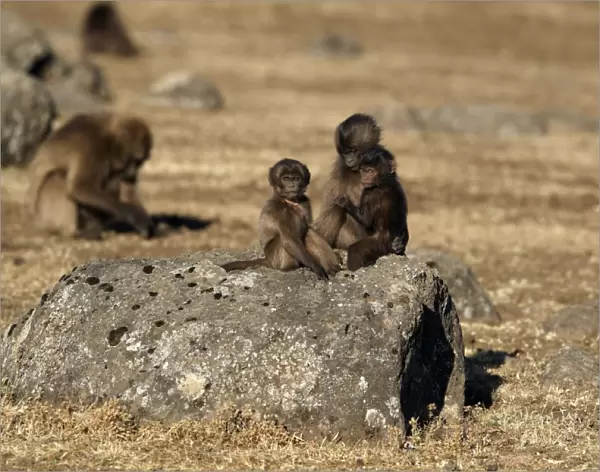 Gelada (Theropithecus gelada) young, three different ages, sitting together on rock, Simien Mountains, Ethiopia