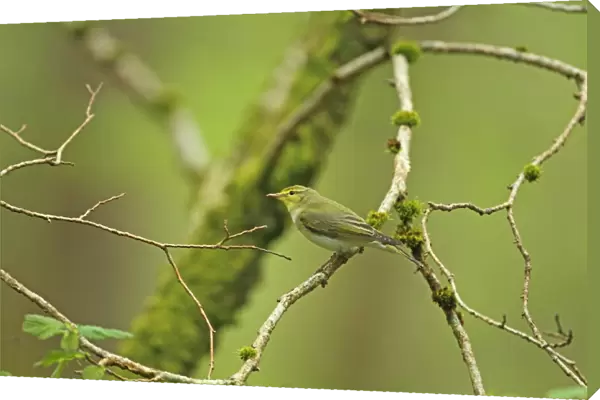 Wood Warbler (Phylloscopus sibilatrix) adult, perched on branch, Wood of Cree RSPB Reserve, Dumfries and Galloway, Scotland, may