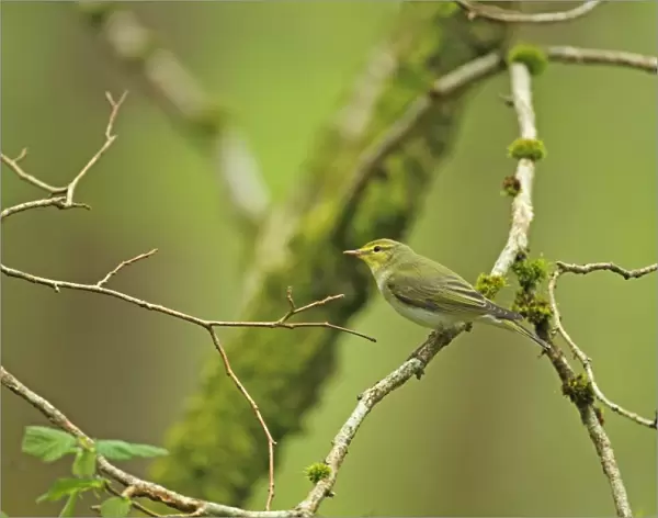 Wood Warbler (Phylloscopus sibilatrix) adult, perched on branch, Wood of Cree RSPB Reserve, Dumfries and Galloway, Scotland, may