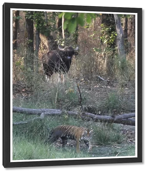 Indian Tiger (Panthera tigris tigris) adult, walking in habitat with Gaur (Bos gaurus) in background, Kanha N. P. Madhya Pradesh, India