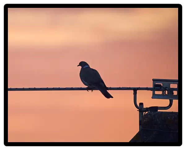 Wood Pigeon (Columbus palumbus) adult, perched on television aerial, silhouetted at sunset, England, june