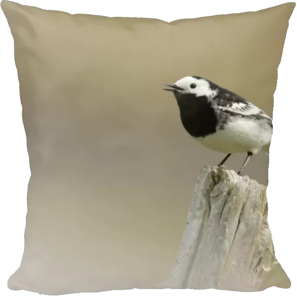 Pied Wagtail (Motacilla alba yarrellii) adult, singing, perched on post, Yorkshire, England, april