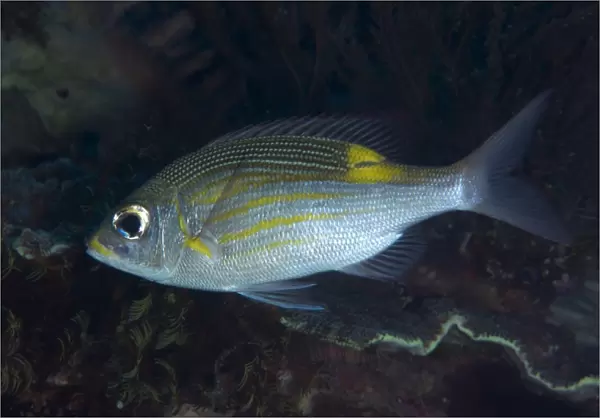 Striped Large-eye Bream (Gnathodentex aureolineatus) adult, swimming in reef, Uhak Reef, Wetar Island, Barat Daya Islands, Lesser Sunda Islands, Maluku Province, Indonesia