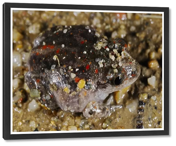 Common Spadefoot (Pelobates fuscus) juvenile, emerging from sandy soil, Italy, july