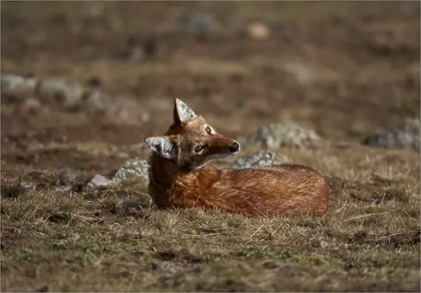Ethiopian Wolf (Canis simensis) adult, resting on grassy plain, Simien Mountains, Ethiopia