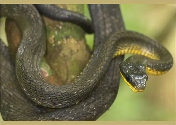 Olive Whipsnake (Chironius fuscus) adult, coiled on branch in tropical forest, Los Amigos Biological Station, Madre de Dios, Amazonia, Peru