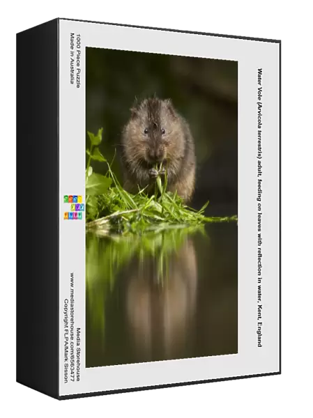 Water Vole (Arvicola terrestris) adult, feeding on leaves with reflection in water, Kent, England