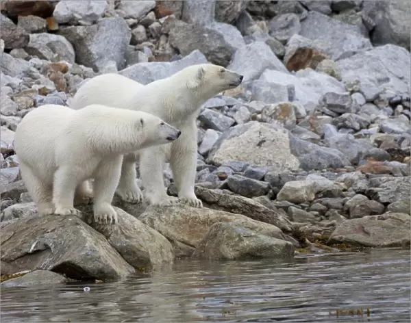 Polar Bear (Ursus maritimus) two adults, standing on rocks at edge of water, Spitsbergen, Svalbard, september