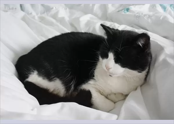 Domestic Cat, adult male, sleeping on bed, Suffolk, England, april