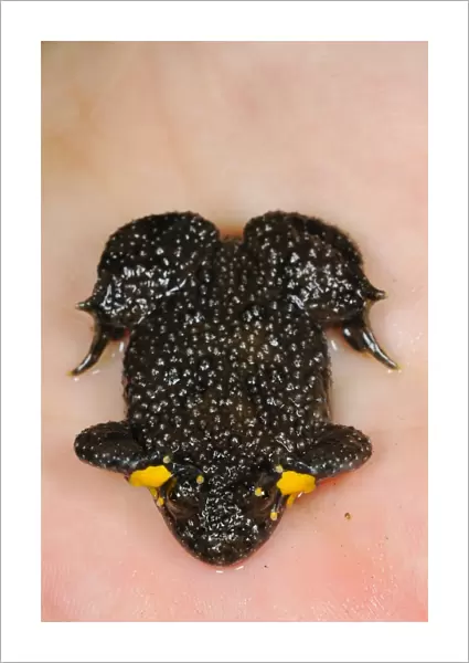 Yellow-bellied Toad (Bombina variegata) adult, in defensive posture on human hand, Italy, may