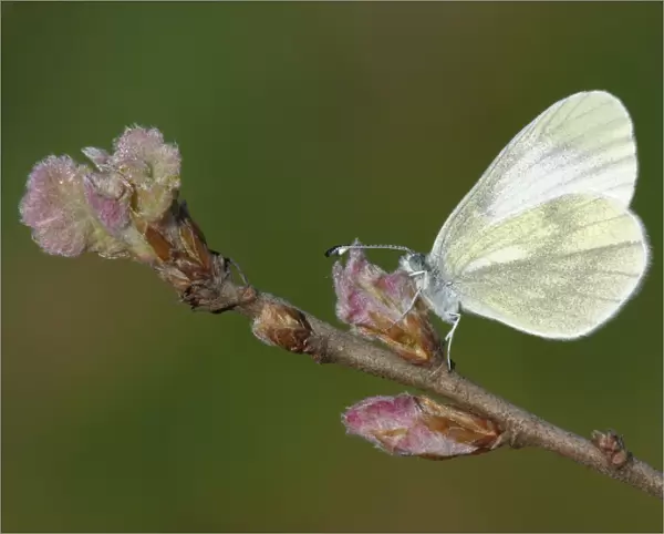 Wood White (Leptidea sinapis) adult, roosting on Turkey Oak (Quercus cerris) early opening leaf buds, Southern Greece, april