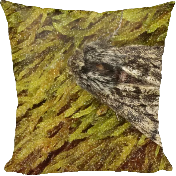 Small Brindled Beauty Moth (Apocheima hispidaria) adult male, resting on moss, Powys, Wales, february