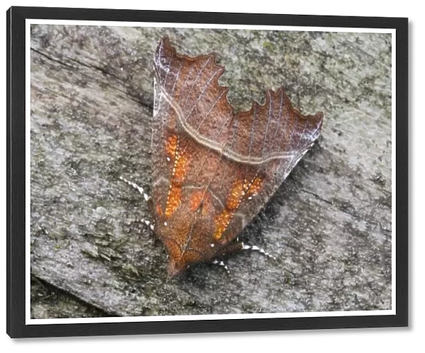 Herald Moth (Scoliopteryx libatrix) adult, resting on dead wood, Priory Water Nature Reserve, Leicestershire, England, june