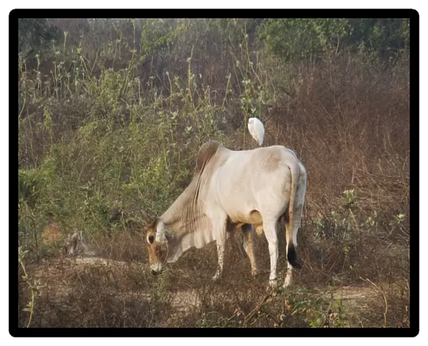 Domestic Cattle, Zebu (Bos indicus) adult, feeding, with Cattle Egret (Bubulcus ibis) perched on back, Keoladeo Ghana N. P. (Bharatpur), Rajasthan, India