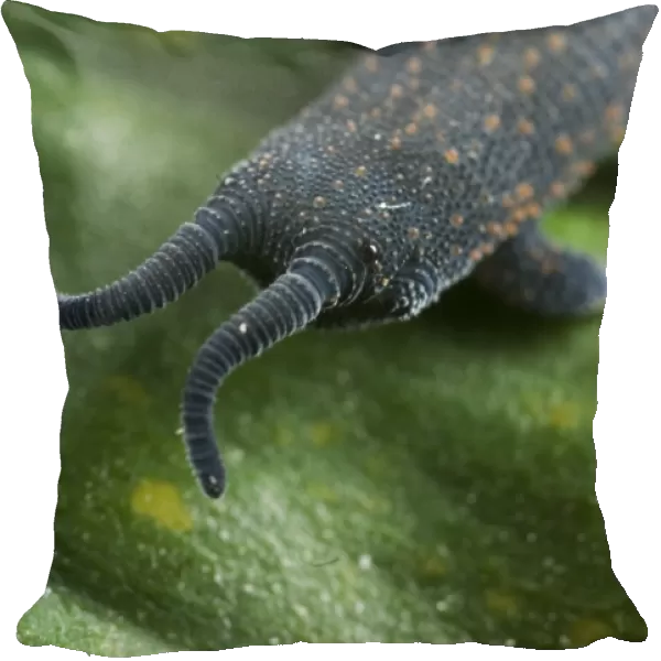 New Zealand Velvet-worm (Peripatoides novaezealandiae) adult, frontal view of eyes and antennae, New Zealand