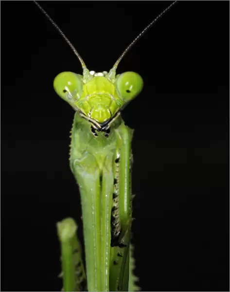 Praying Mantis (Stagmatoptera binotata) adult, close-up of head and forelegs, at night, Iwokrama Rainforest, Guyana