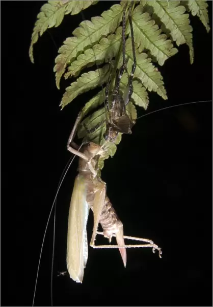Katydid (Tettigoniidae sp. ) adult, moulting skin, hanging from leaf at night, Los Amigos Biological Station, Madre de Dios, Amazonia, Peru