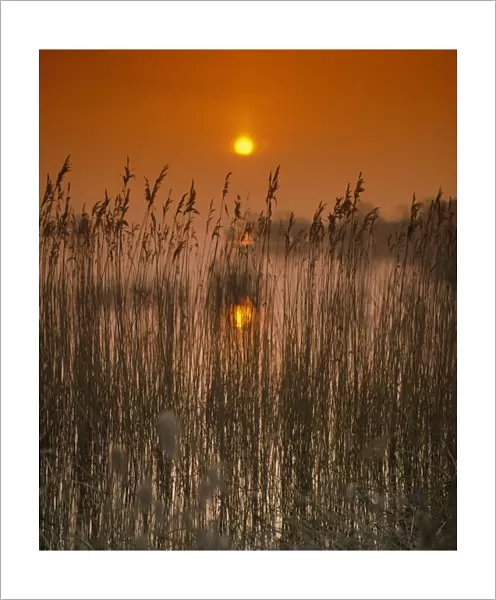 Sunset over reedbed at edge of reservoir, Chew Valley Lake, Chew Valley, Somerset, England