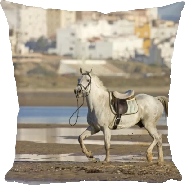 Horse, riderless adult, trotting on beach, Tarifa, Cadiz, Andalusia, Southern Spain, september