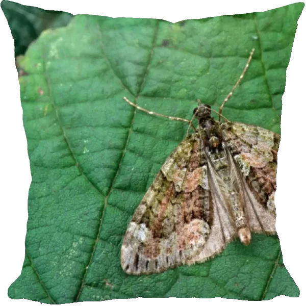 Red-Green Carpet Moth (Cloeoclysta siterata) On leaf - wings open - Mistley