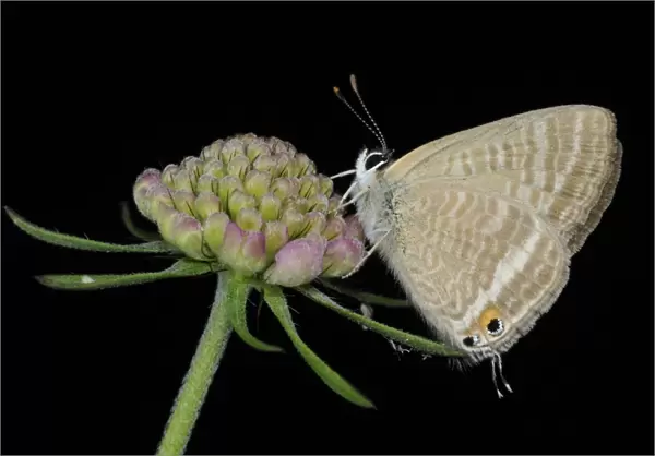 Long-tailed Blue (Lampides boeticus) adult, resting on flowerhead, captive bred