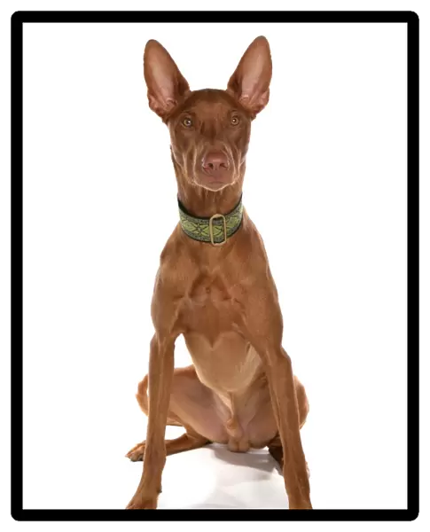 Domestic Dog, Pharaoh Hound, adult male, sitting, with collar