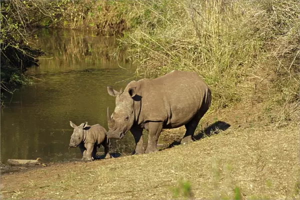 White Rhinoceros (Ceratotherium simum) adult female with calf, standing at edge of waterhole, with Red-billed Oxpecker (Buphagus erythrorhynchus), South Africa